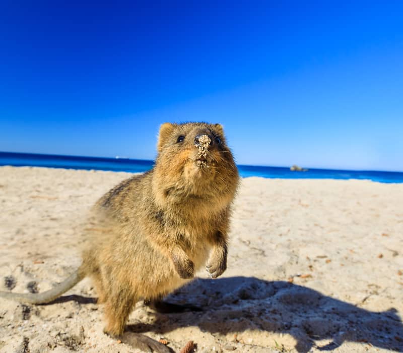 Intrepid Travel: Best of Perth, Margaret River & Rottnest Island