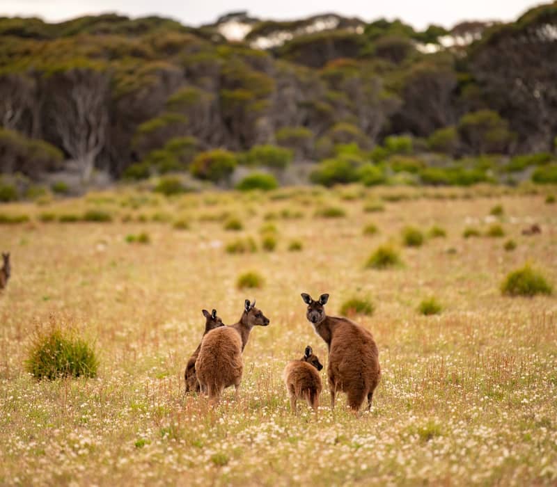 A group of wild kangaroos in a grassy meadow on Kangaroo Island, South Australia.