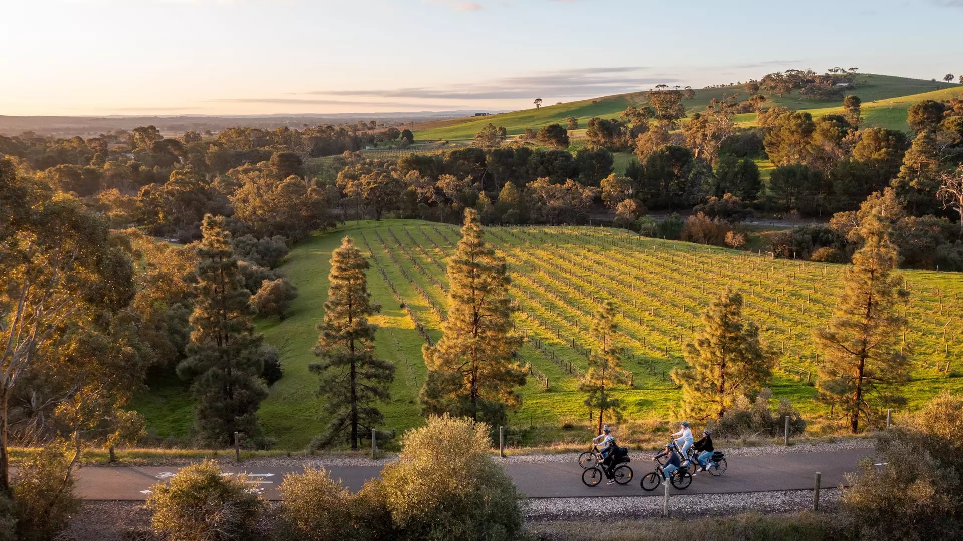 Cyclists riding along a road bordering a lush vineyard in the Barossa Valley during sunset.