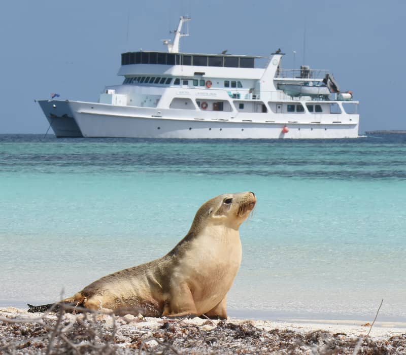 A curious Australian Sea Lion sits on a pristine beach during an Eco Abrolhos Cruise in Western Australia.