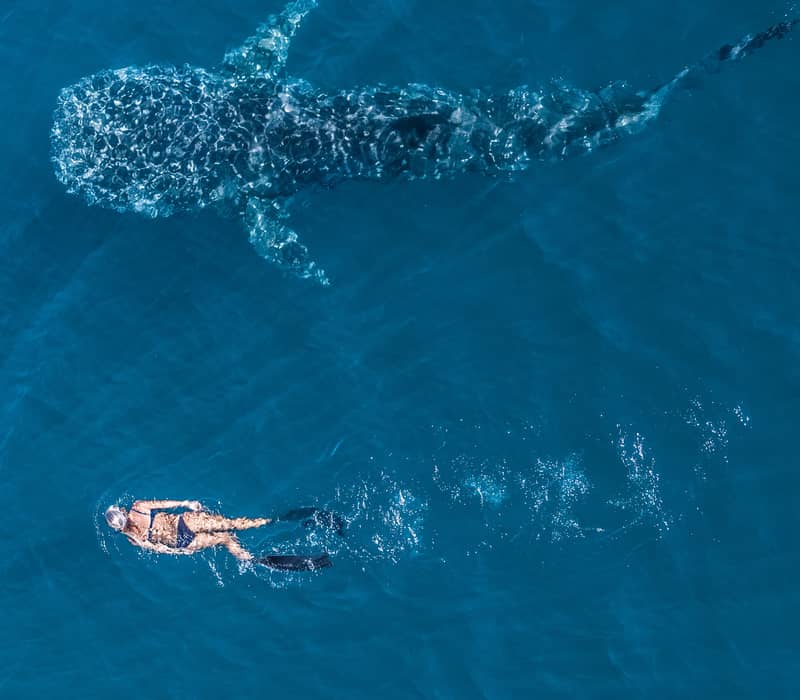 A top-down aerial view of a snorkeler swimming beside a large whale shark in clear blue ocean water.