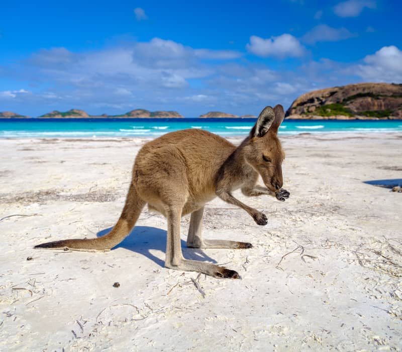A wild kangaroo stands on a bright white sandy beach with turquoise ocean water and islands in the distance.