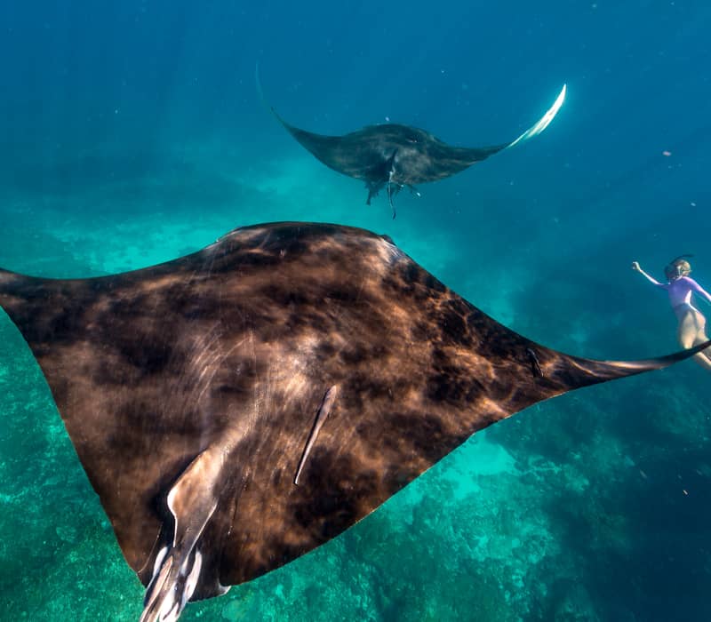 A snorkeler swims alongside two large Manta Rays in clear turquoise water over a coral reef in Western Australia.