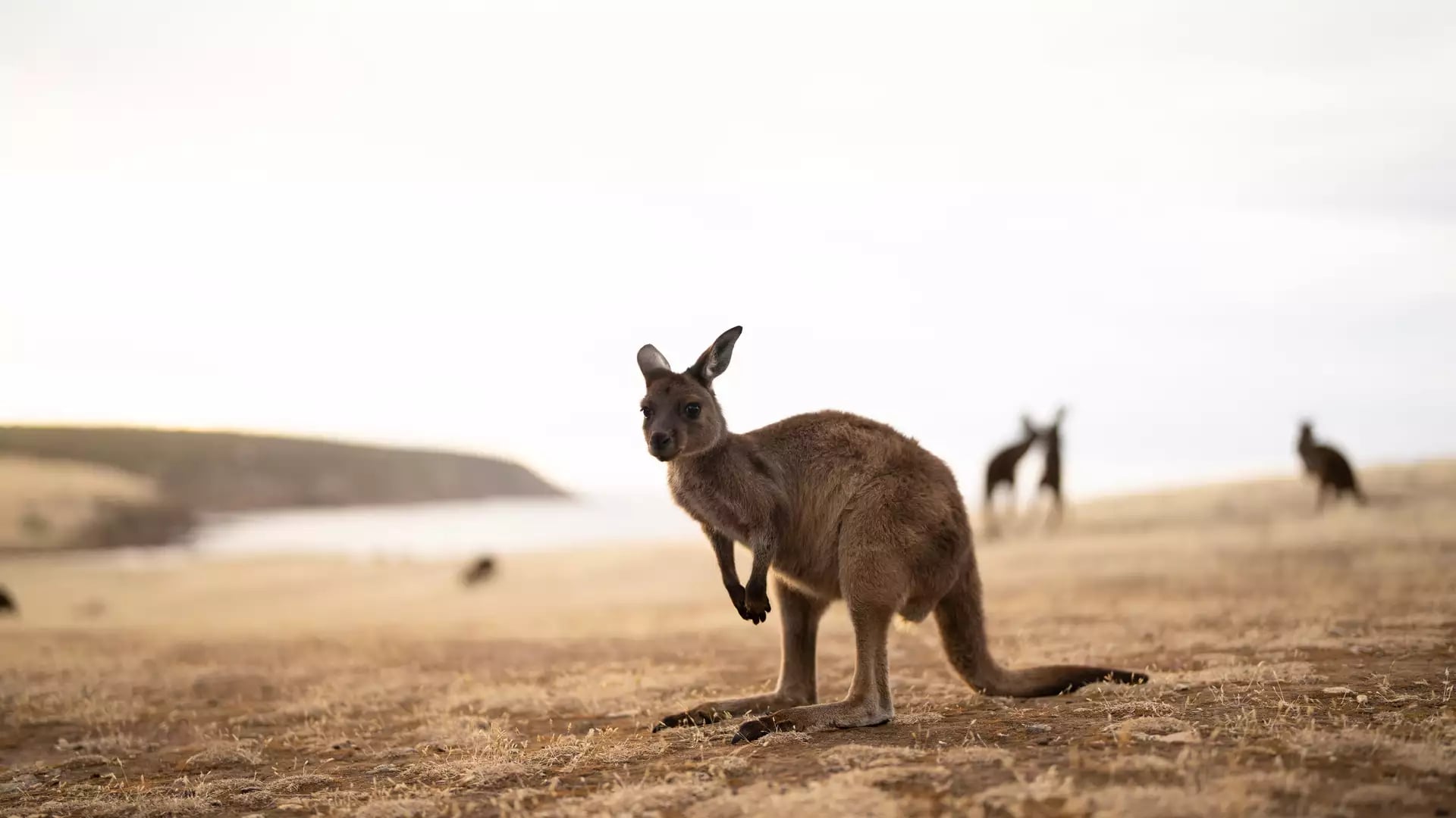 A single Kangaroo Island Kangaroo standing alert in the golden afternoon light on a grassy coastal ridge overlooking the sea.