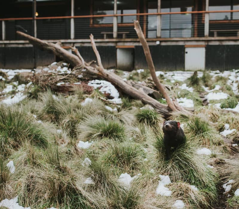Black Tasmanian Devil standing in green grass and patches of white snow in front of a wooden building.