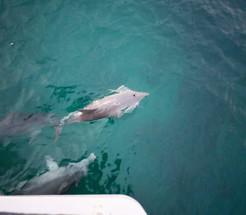 A dolphin swimming near the surface of deep blue ocean water seen from a boat.