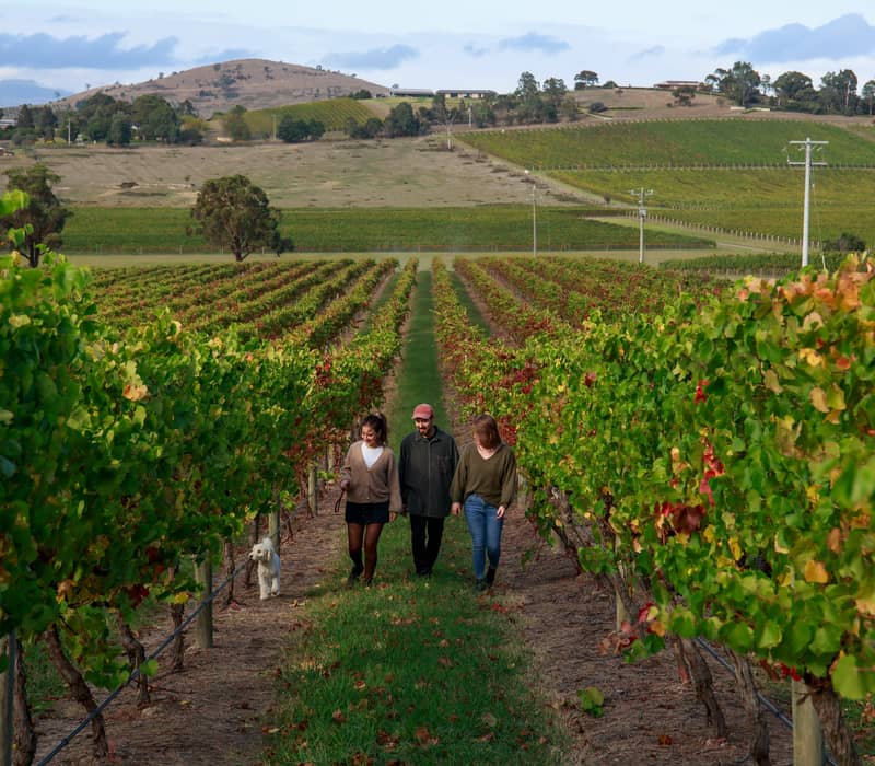 Three people and a small white dog walking down a path between rows of grapevines at a Yarra Valley winery.