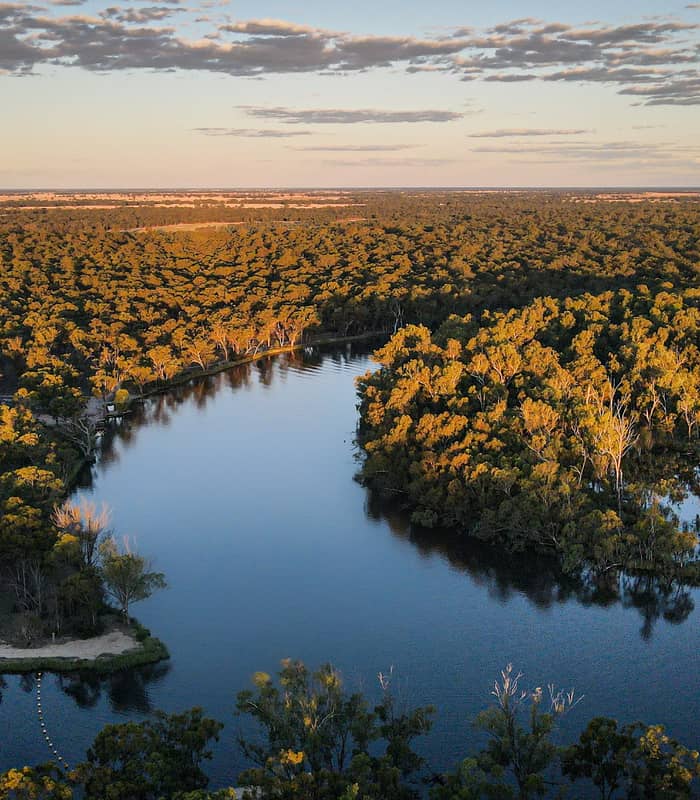 Aerial drone shot of the Murray River curving through thick green eucalyptus forest at sunset.