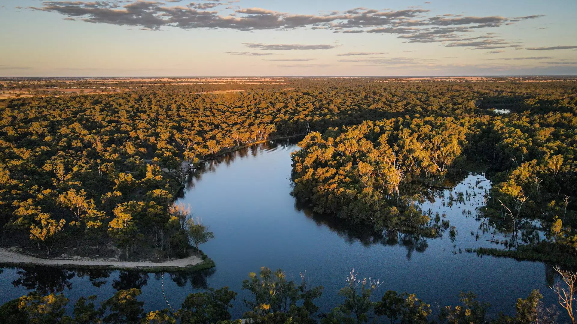 Aerial drone shot of the Murray River curving through thick green eucalyptus forest at sunset.