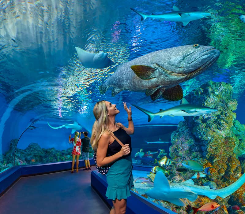 A woman looking up at a giant grouper and stingrays while walking through a transparent underwater acrylic tunnel.