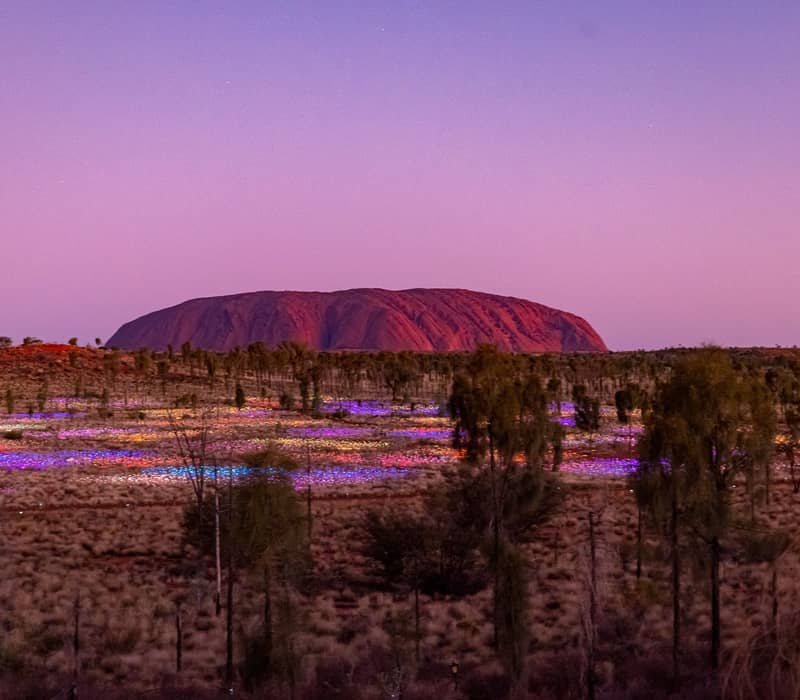 A wide night shot of the Field of Light installation near Uluru, showing thousands of glowing, multi-colored light spheres on slender stems under a dark, starry sky.