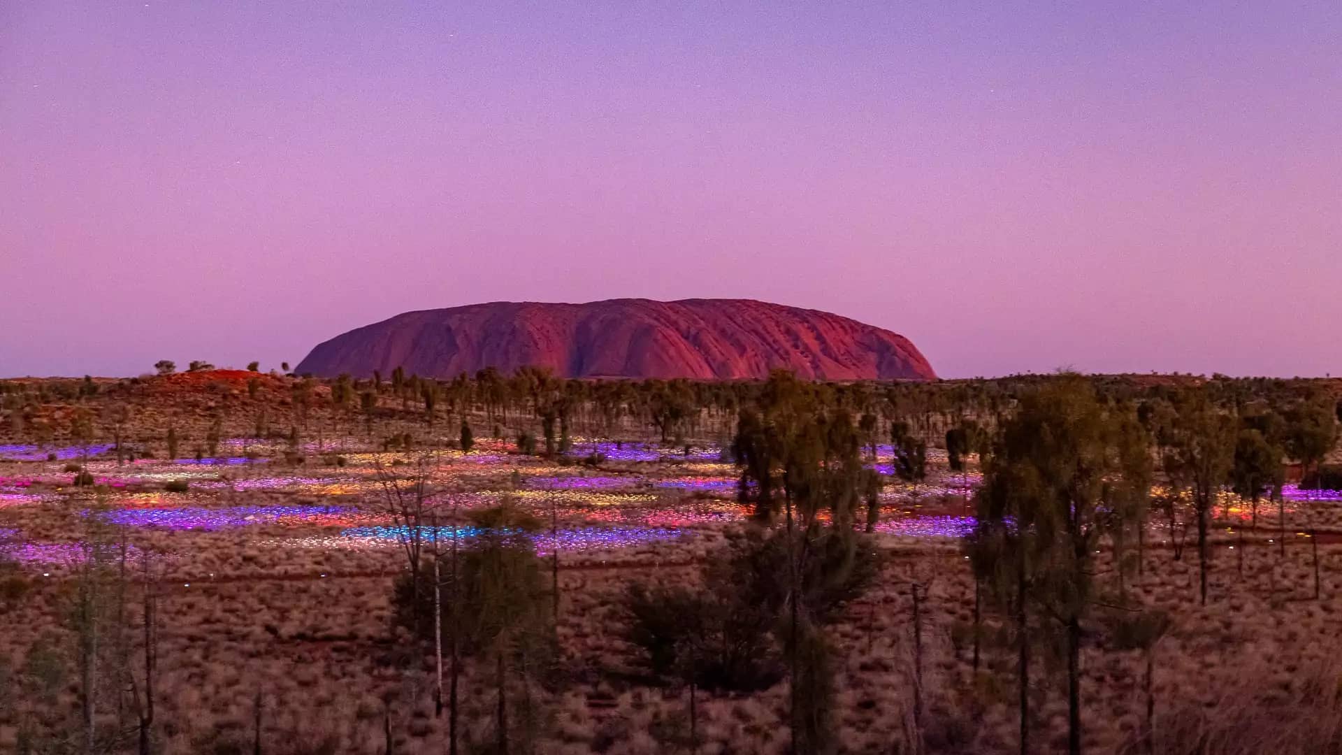 A wide night shot of the Field of Light installation near Uluru, showing thousands of glowing, multi-colored light spheres on slender stems under a dark, starry sky.