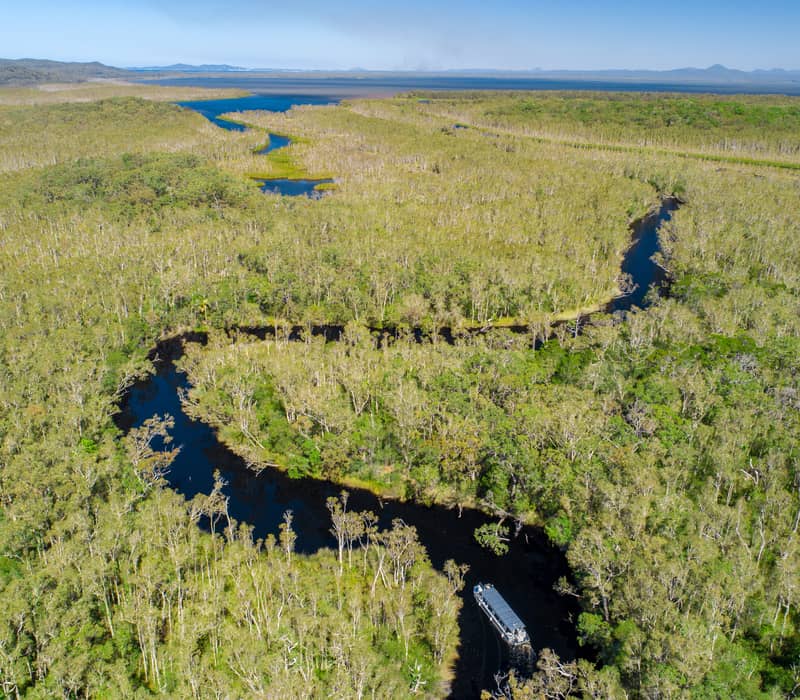 A boat cruising through a dark winding river surrounded by dense green tea tree forests in the Noosa Everglades.