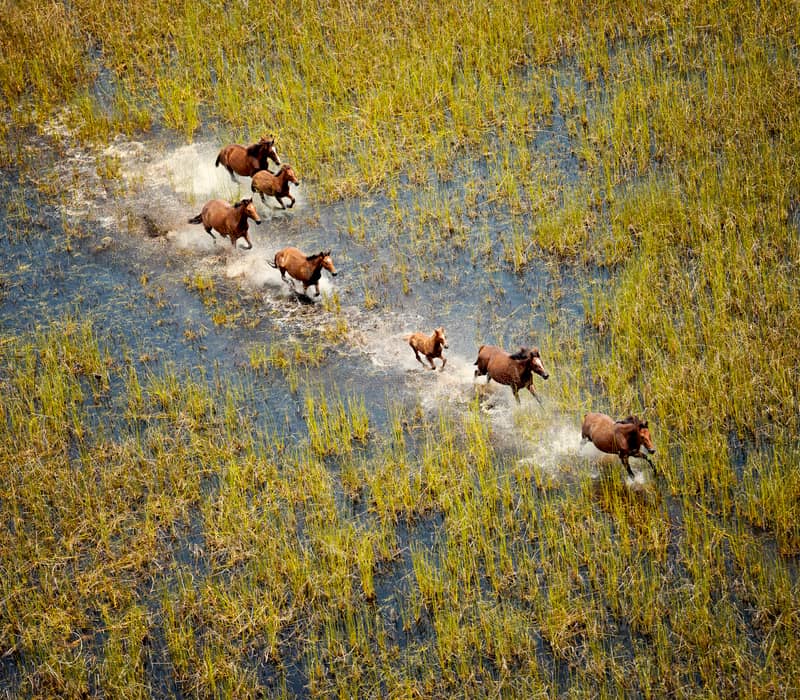 A line of brown wild horses (brumbies) galloping through shallow water and tall green marsh grass  near Willie Creek Pearl Farm 
