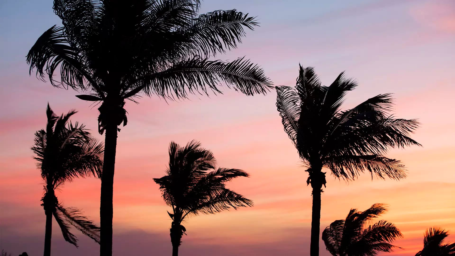 Tall palm trees silhouetted against a colorful dusk sky in Broome, Western Australia.