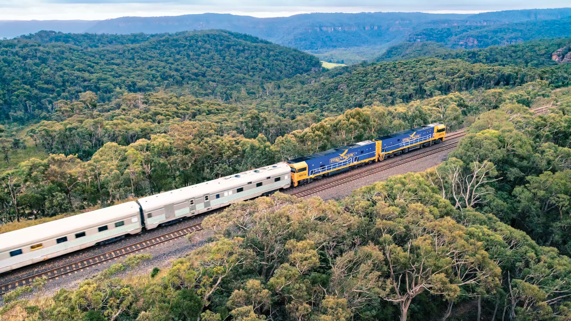 A blue and gold Indian Pacific locomotive hauls silver carriages through the dense green eucalyptus forests of the Blue Mountains, NSW.