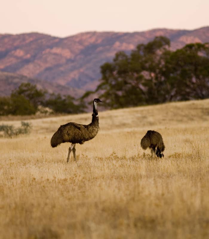 Wild Australian emus walking through a dry grassy field with purple-hued mountains in the background.