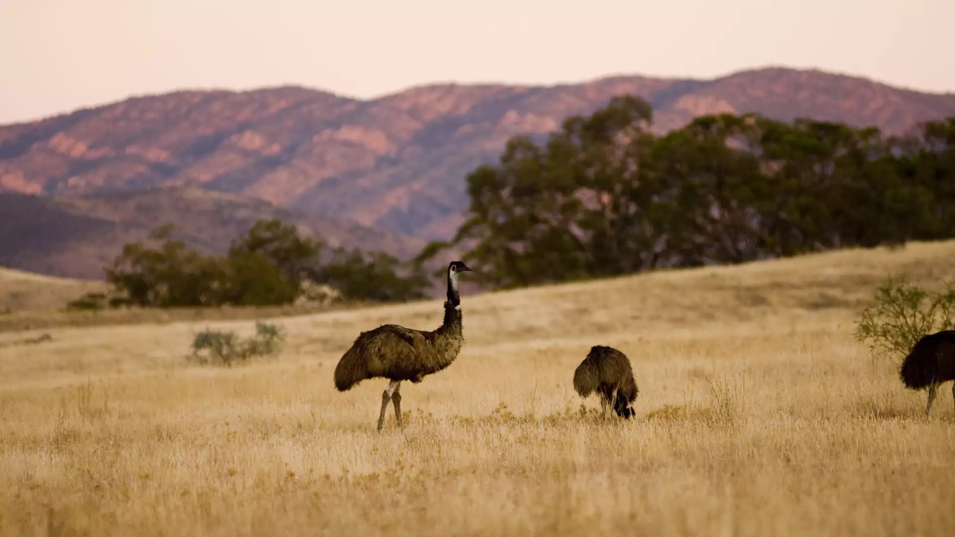 Wild Australian emus walking through a dry grassy field with purple-hued mountains in the background.