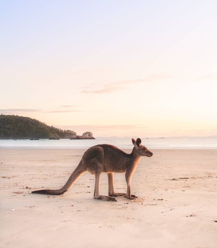 A lone kangaroo standing on a sandy beach during a soft pink and gold sunrise.