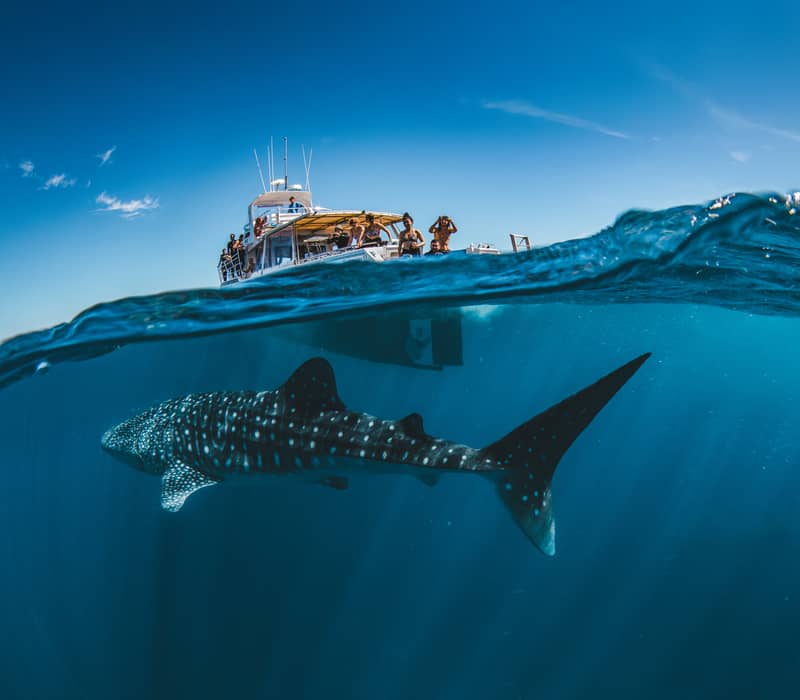 Split-shot showing tourists on a boat above water and a large whale shark swimming below in the deep blue ocean.