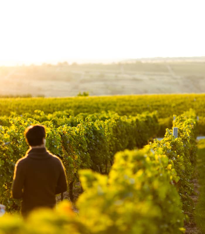 Couple walking through a vineyard in the golden sunshine