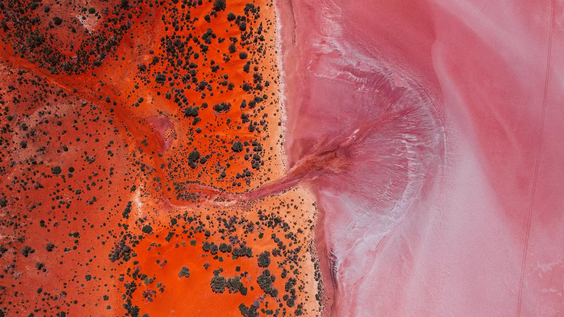 A close-up aerial shot of the striking deep red salt crust and shallow water textures at Lake Ballard near Menzies in the Goldfields.