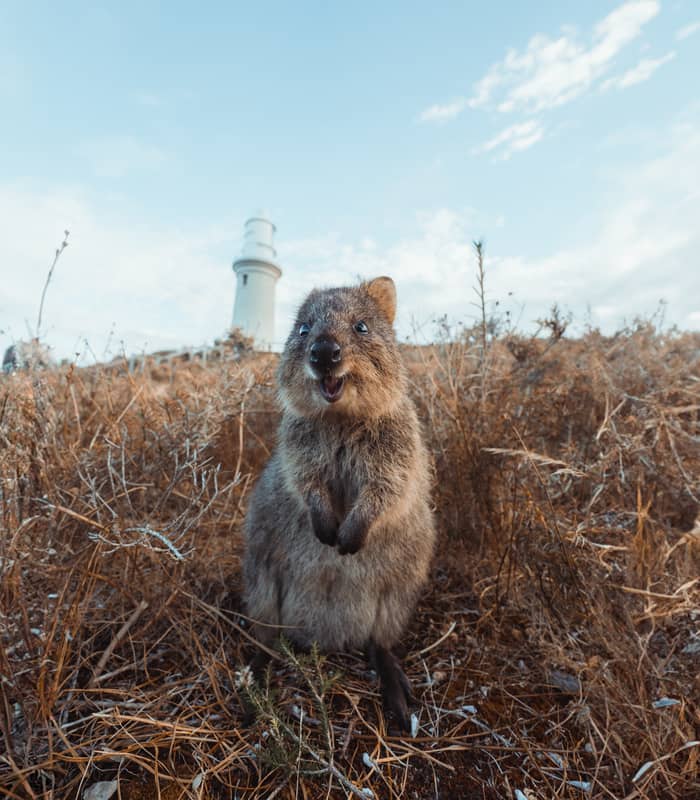 A low-angle close-up of a furry brown quokka standing in dry grass, looking directly at the camera with an open-mouthed expression. A tall white lighthouse stands on a hill in the background under a pale blue sky.