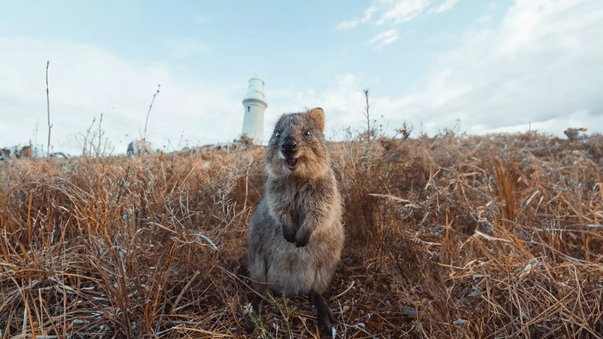 A low-angle close-up of a furry brown quokka standing in dry grass, looking directly at the camera with an open-mouthed expression. A tall white lighthouse stands on a hill in the background under a pale blue sky.