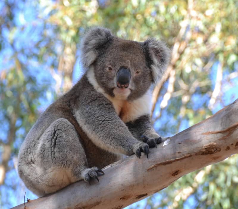 Close-up of a fluffy grey koala perched on a gum tree branch against a bright blue sky.