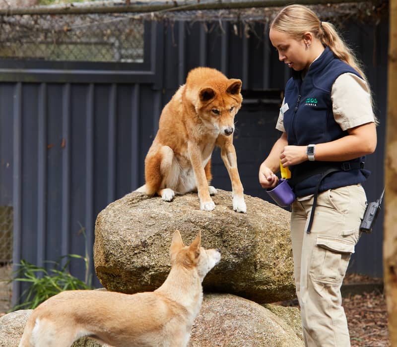 A female zookeeper feeding and interacting with a golden dingo sitting on a rock.