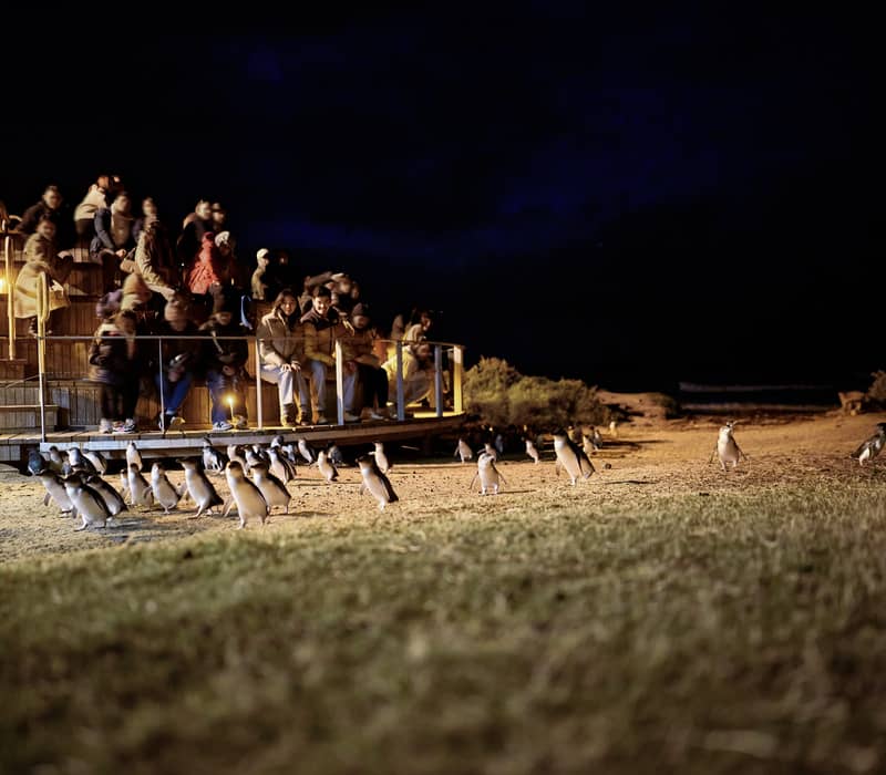 Tourists on a lit wooden platform watching penguins on the beach at Phillip Island at night.