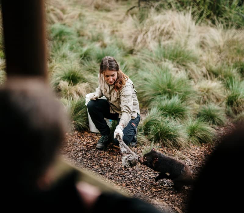 A female ranger kneeling in grass to feed a Tasmanian Devil at a sanctuary in Cradle Mountain.