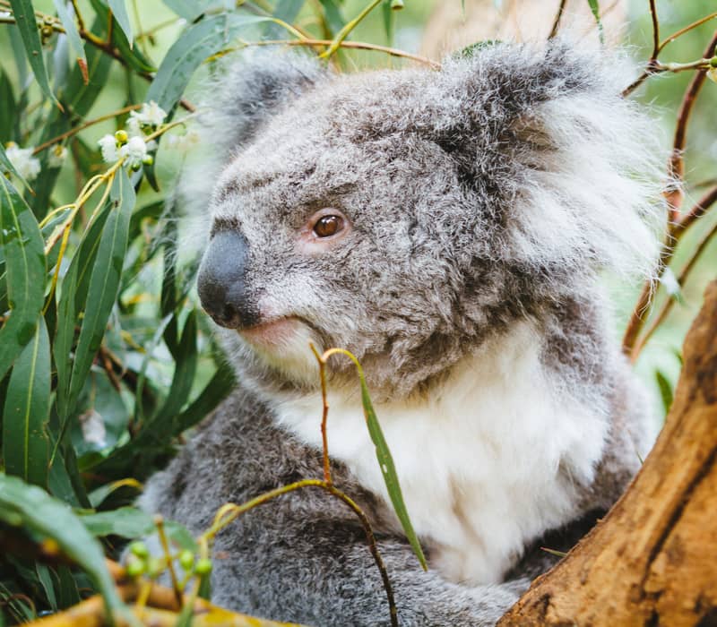Close-up of a grey koala sitting in a eucalyptus tree surrounded by green leaves.