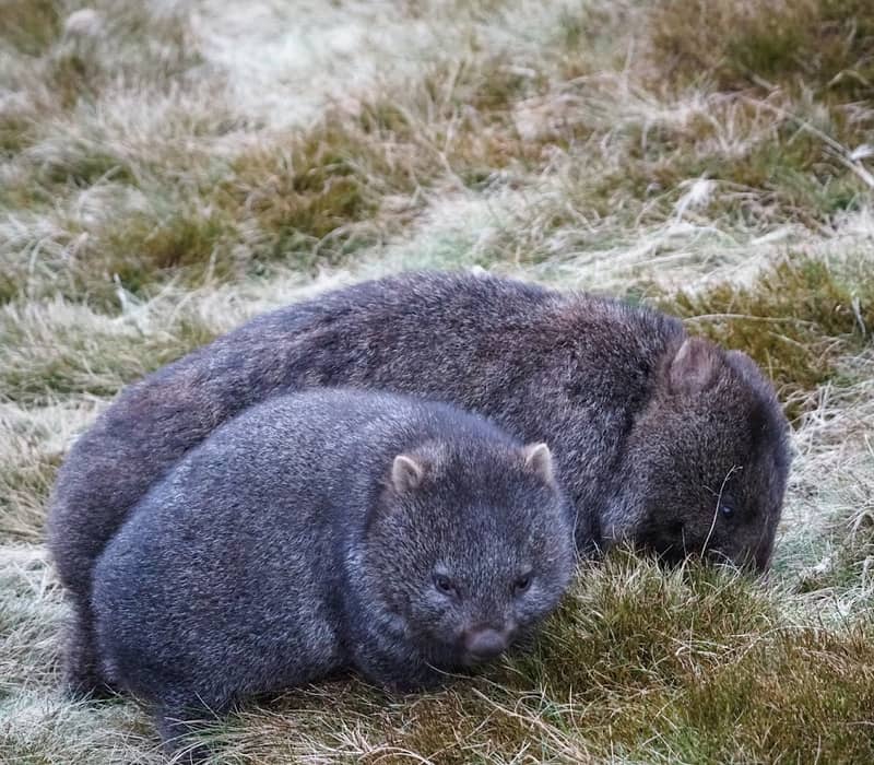 Two wild wombats foraging through the alpine grasses of the Tasmanian Central Highlands.