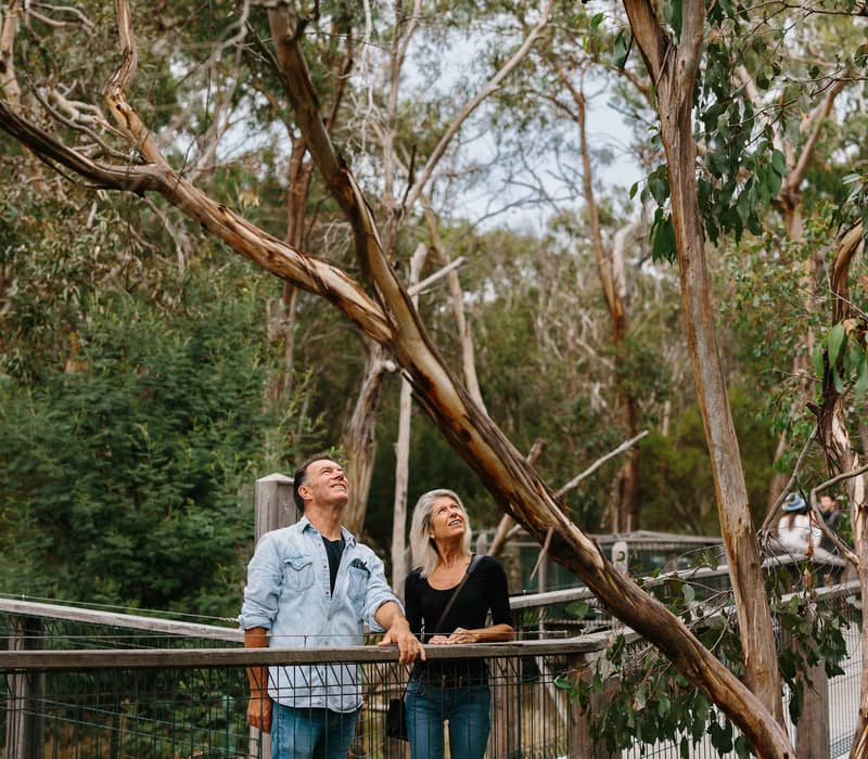 Visitors looking up at a koala in a tall gum tree from a wooden walkway at Healesville Sanctuary.