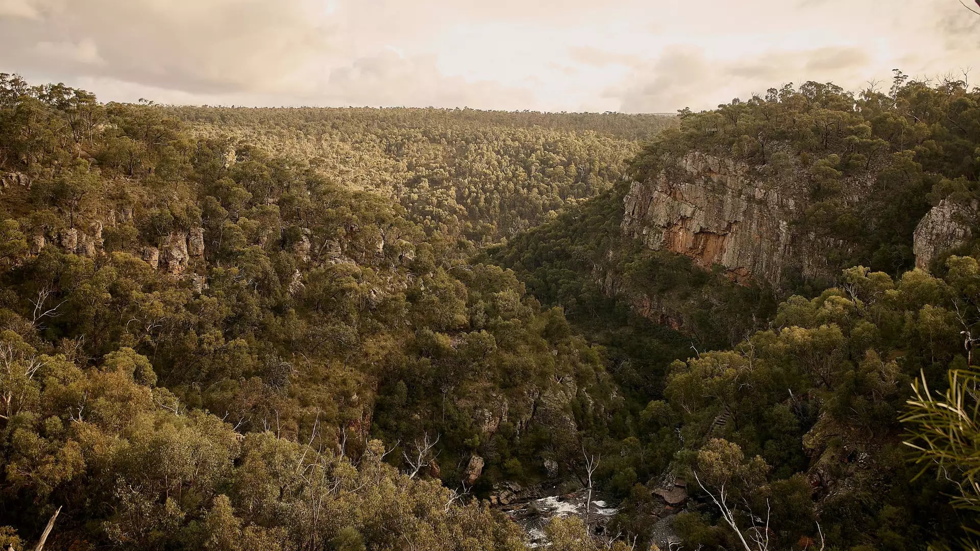 A high-angle view of a deep, tree-filled gorge with steep rocky cliffs under a cloudy sky at MacKenzie Falls Lookout in the Grampians region of Victoria.
