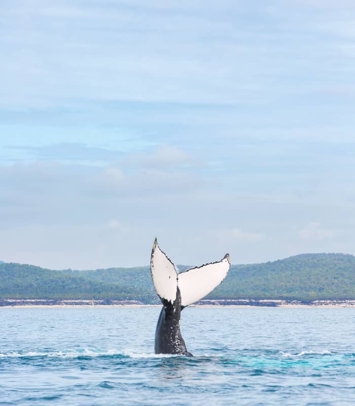 A vertical shot of a humpback whale's tail fluke rising vertically out of the sea, with the green coastline of Fraser Island visible in the background.