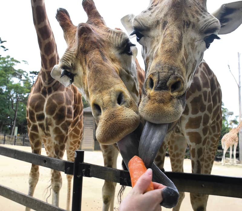 Close-up of giraffes using their tongues to take a carrot from a person's hand at a zoo.