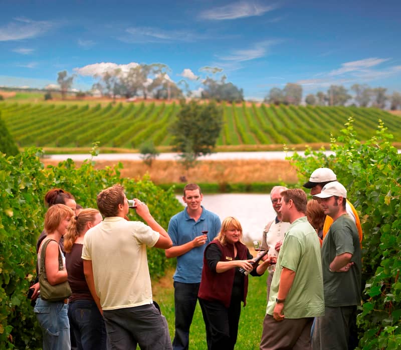 A group of people standing between rows of green grapevines with a glass of red wine during a guided winery tour.
