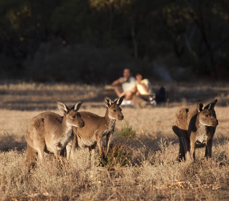 Three kangaroos graze in a dry field during golden hour in the Barossa Valley.