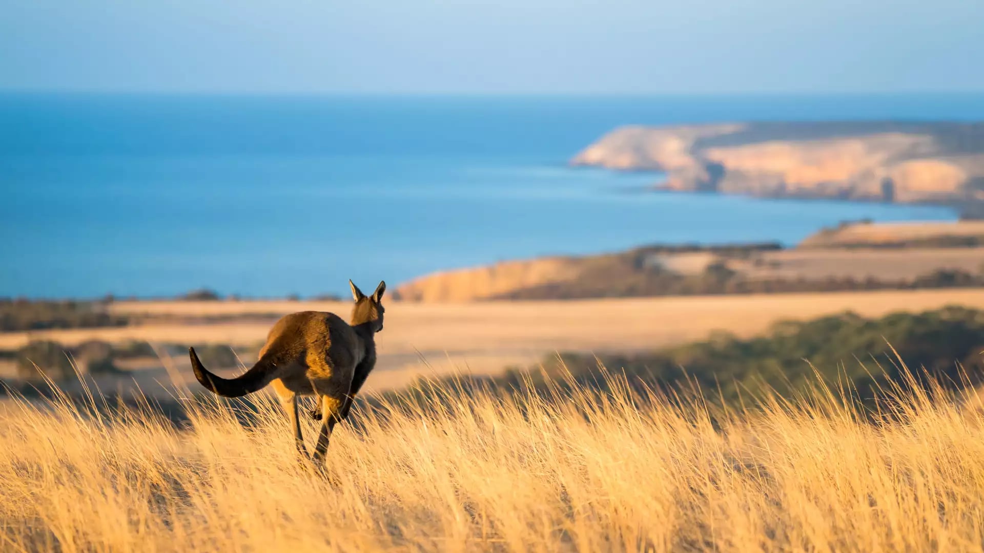 A kangaroo hops through tall golden grass with the Kangaroo Island coastline behind.