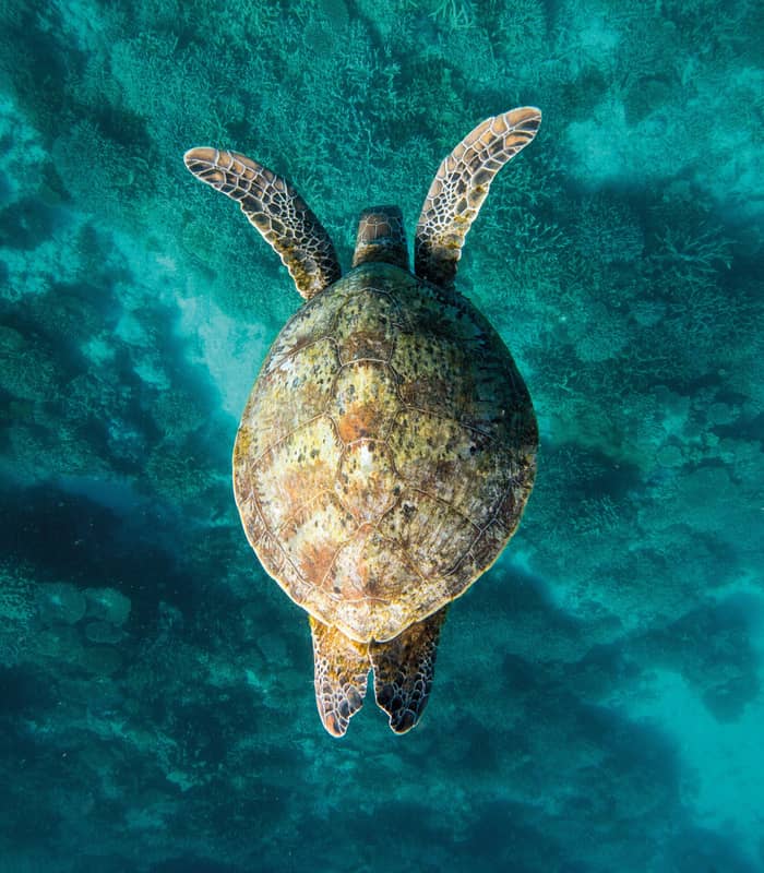 A snorkeller in flippers swims through sun-drenched turquoise water alongside a large Green Sea Turtle over the reef at Lady Elliot Island.