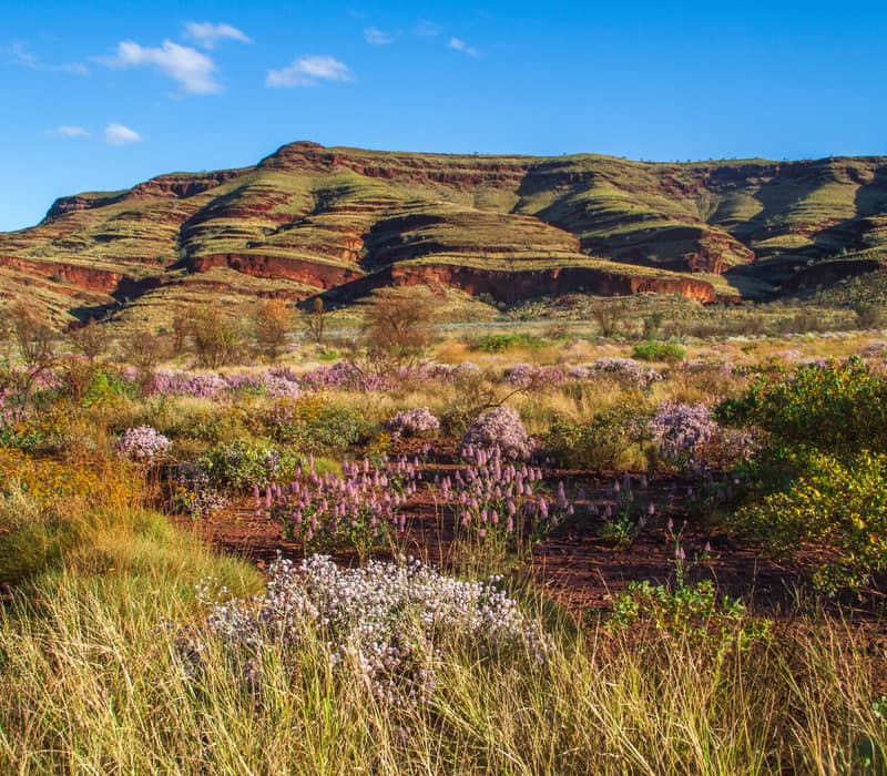 A vibrant landscape in Karijini National Park featuring a foreground of diverse wildflowers and grasses in pink, white, and yellow, leading up to a large, layered red rock formation under a bright blue sky.