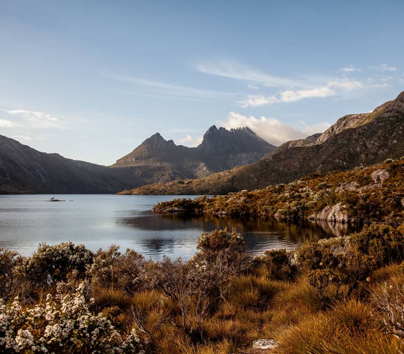 Landscape view of Dove Lake and Cradle Mountain during golden hour with native shrubs in the foreground.