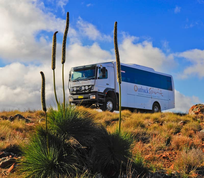 A dramatic low-angle shot of an Outback Spirit all-terrain coach framed by native vegetation, capturing the scale and rugged beauty of the Ikara-Flinders Ranges National Park.