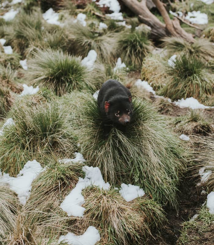 Tasmanian Devil