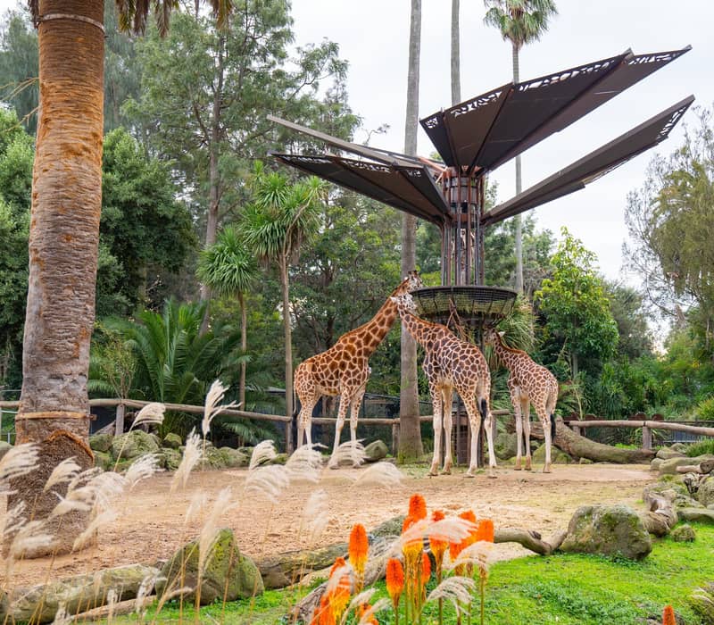 Three giraffes feeding from a tall metal structure in an outdoor zoo enclosure surrounded by palm trees.