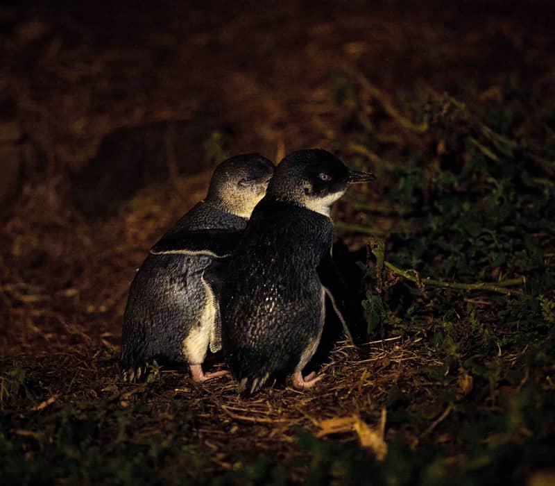 Two small blue and white penguins standing close together on dark ground at night.