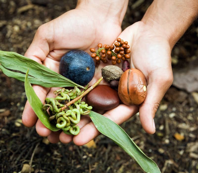 Close-up of hands holding various native Australian bush foods including Quandongs and desert seeds.