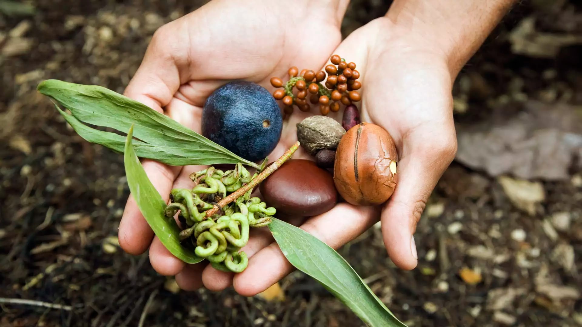 Close-up of hands holding various native Australian bush foods including Quandongs and desert seeds.